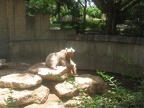 Zoo at the Ramat Gan Safari